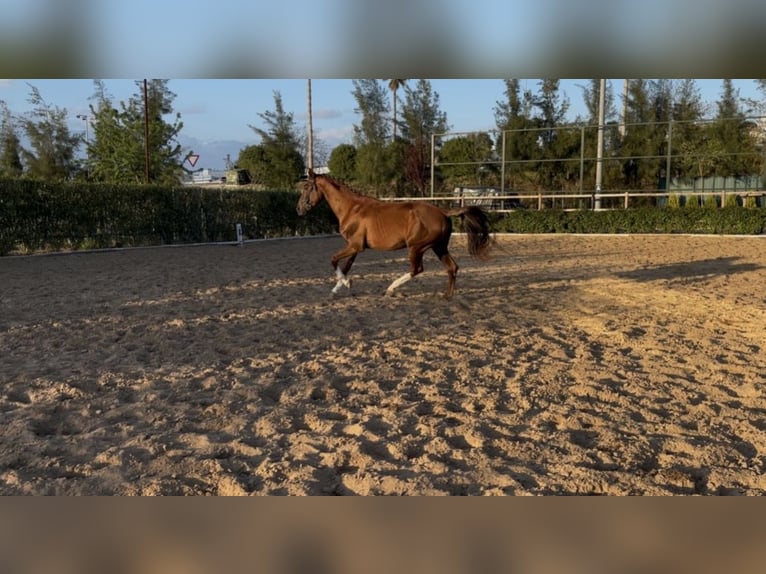 Hannoveraner Hengst 4 Jahre 170 cm Dunkelfuchs in Sevilla