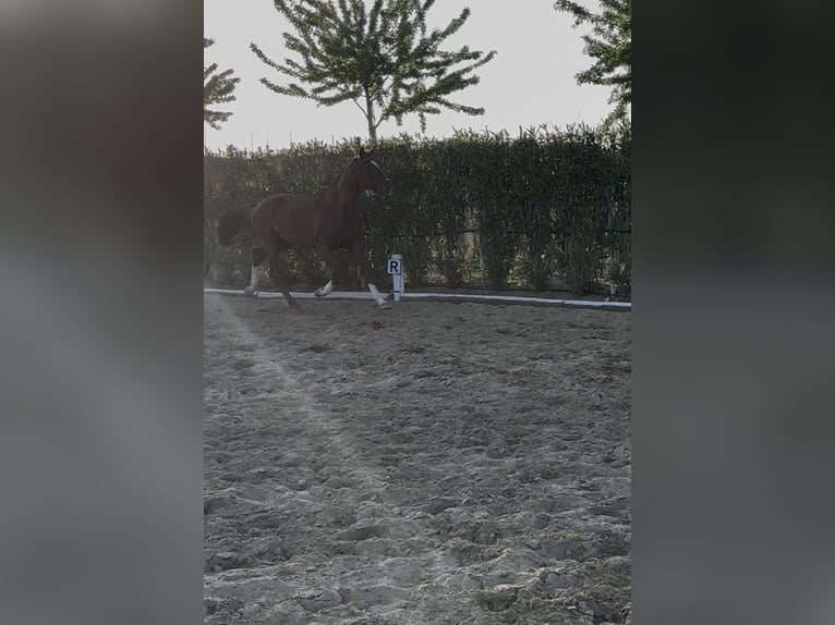 Hannoveraner Hengst 4 Jahre 170 cm Dunkelfuchs in Sevilla