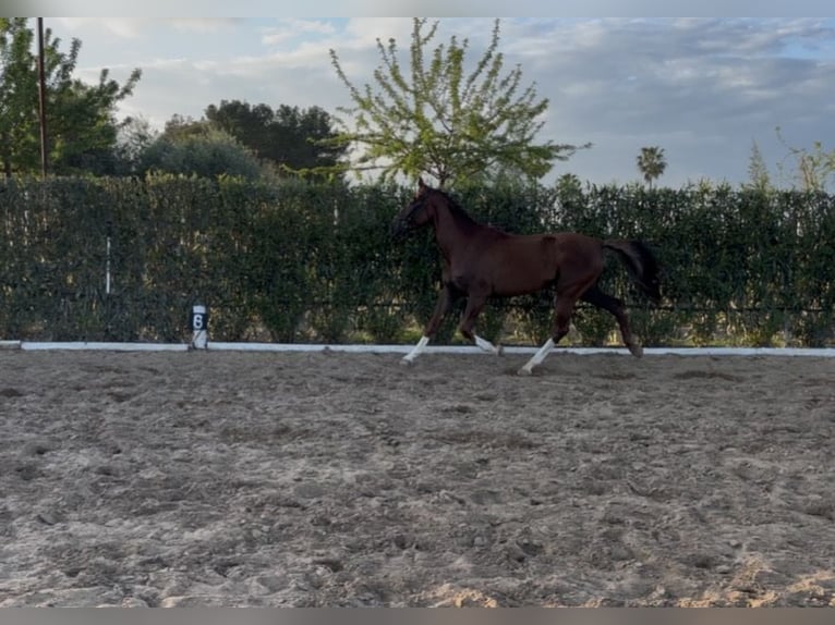 Hannoveraner Hengst 4 Jahre 170 cm Dunkelfuchs in Sevilla