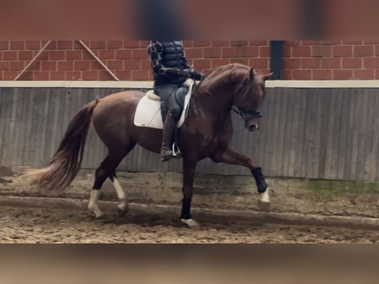 Hannoveraner Hengst 4 Jahre 170 cm Fuchs in Bawinkel