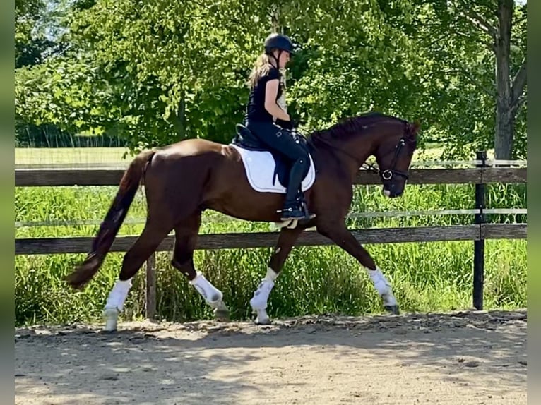 Hannoveraner Hengst 4 Jahre 170 cm Fuchs in Hude (Oldenburg)