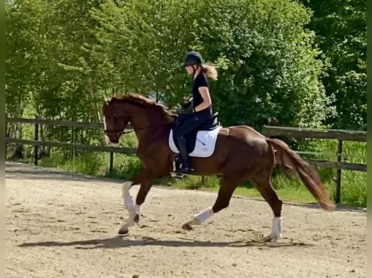 Hannoveraner Hengst 4 Jahre 170 cm Fuchs in Hude (Oldenburg)