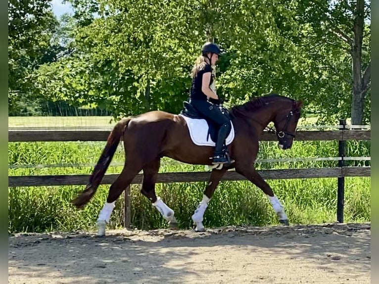 Hannoveraner Hengst 4 Jahre 170 cm Fuchs in Hude (Oldenburg)