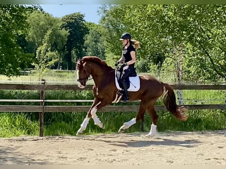 Hannoveraner Hengst 4 Jahre 170 cm Fuchs in Hude (Oldenburg)