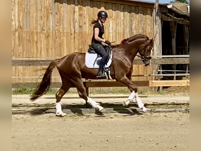 Hannoveraner Hengst 4 Jahre 170 cm Fuchs in Hude (Oldenburg)