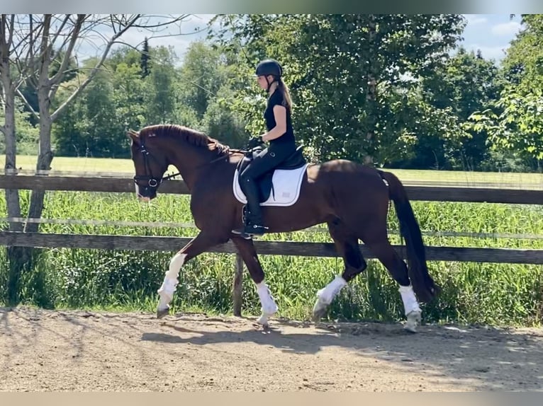 Hannoveraner Hengst 4 Jahre 170 cm Fuchs in Hude (Oldenburg)