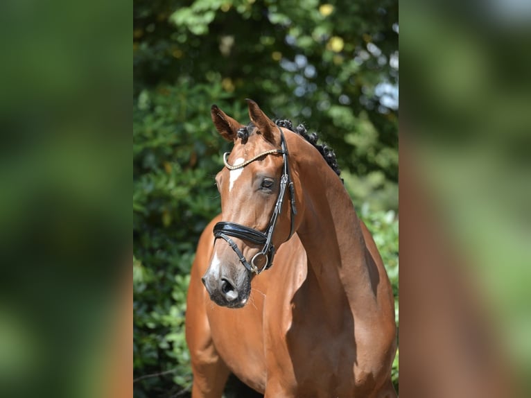 Hannoveraner Hengst 4 Jahre 173 cm Brauner in Herzlake
