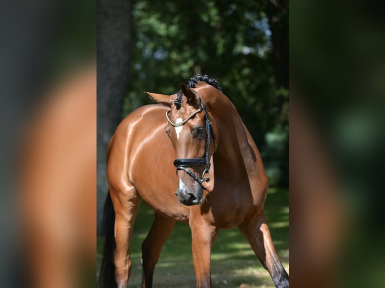 Hannoveraner Hengst 4 Jahre 173 cm Brauner in Herzlake