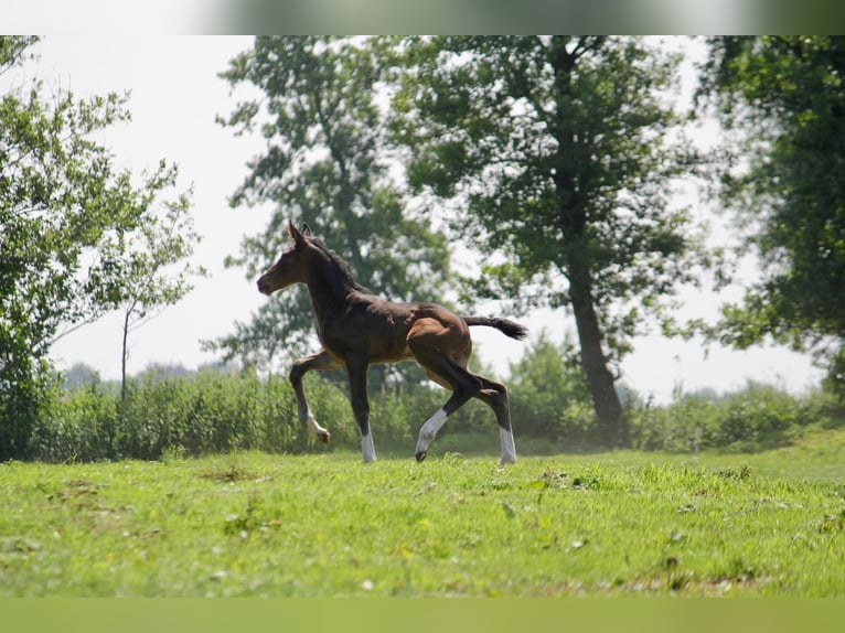 Hannoveraner Hengst 4 Jahre 183 cm Dunkelbrauner in Gro&#xDF;heide Berumerfehn