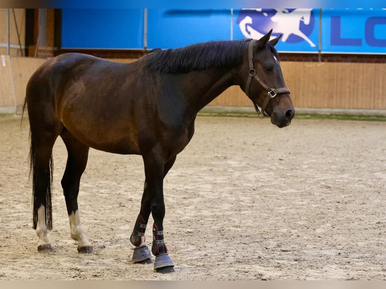 Hannoveraner Hengst 4 Jahre Brauner in Osterholz-Scharmbeck