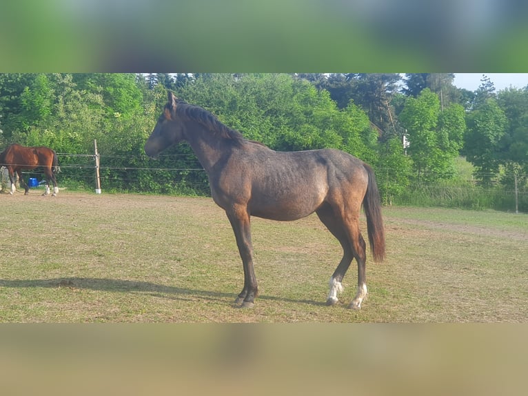 Hannoveraner Mix Hengst 4 Jahre in Petersberg