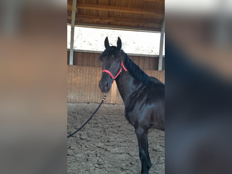 Hannoveraner Hengst 5 Jahre 162 cm Rappe in Vechta