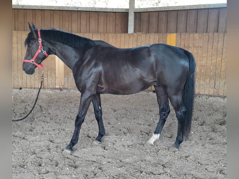 Hannoveraner Hengst 5 Jahre 162 cm Rappe in Vechta