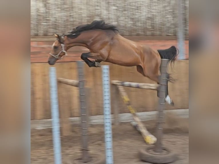 Hannoveraner Hengst 5 Jahre 165 cm Brauner in Walchum