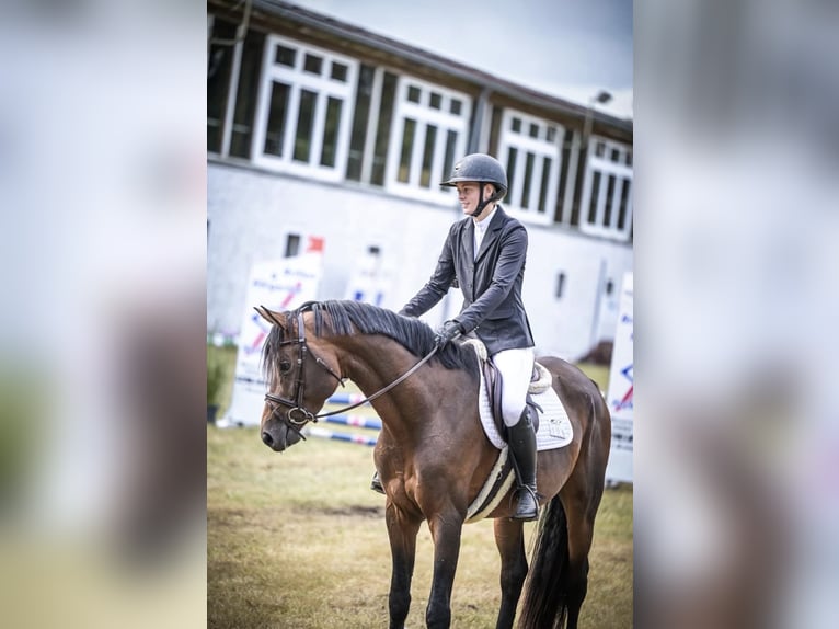 Hannoveraner Hengst 5 Jahre 165 cm  in Osnabrück