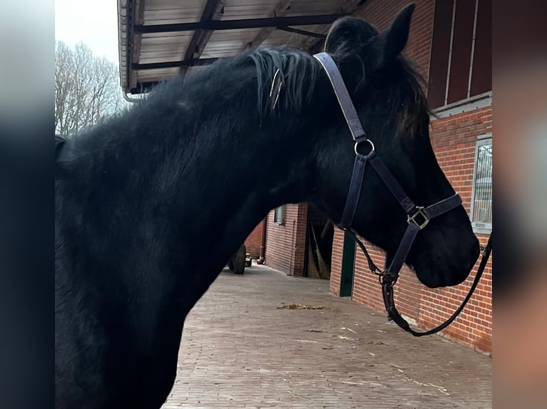 Hannoveraner Hengst 5 Jahre 167 cm Rappe in Vechta