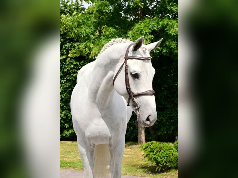 Hannoveraner Hengst 5 Jahre 167 cm Schimmel in Bladel
