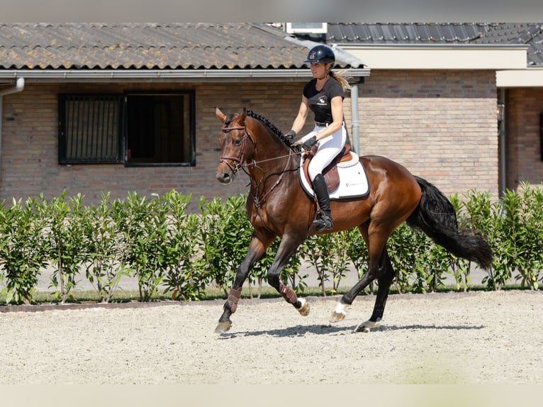 Hannoveraner Hengst 5 Jahre 168 cm Dunkelbrauner in Waddinxveen