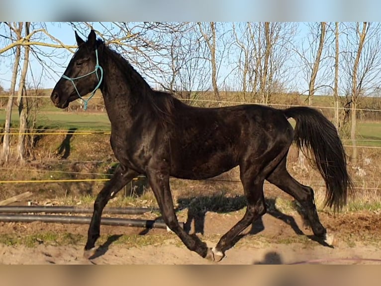 Hannoveraner Hengst 5 Jahre 168 cm Rappe in Petersberg