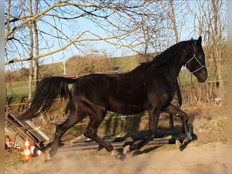 Hannoveraner Hengst 5 Jahre 168 cm Rappe in Petersberg