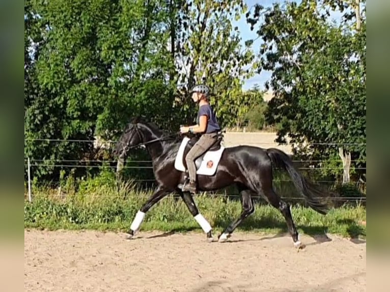Hannoveraner Hengst 5 Jahre 168 cm Rappe in Petersberg