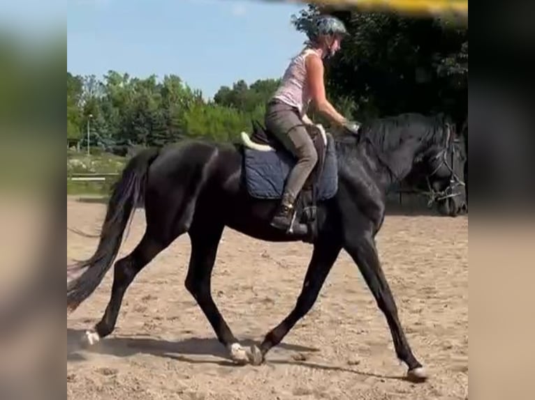 Hannoveraner Hengst 5 Jahre 168 cm Rappe in Petersberg