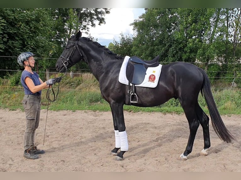 Hannoveraner Hengst 5 Jahre 168 cm Rappe in Petersberg