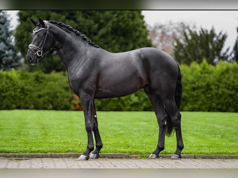 Hannoveraner Hengst 5 Jahre 169 cm Rappe in Willich