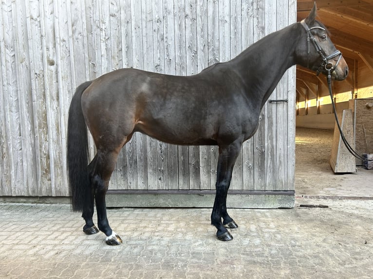 Hannoveraner Hengst 5 Jahre 170 cm Dunkelbrauner in Zell am Moos