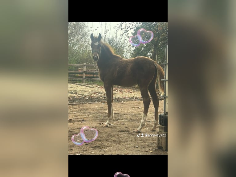 Hannoveraner Hengst 5 Jahre 170 cm Dunkelfuchs in Uelzen
