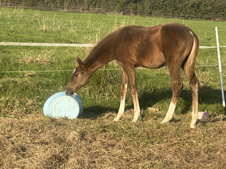 Hannoveraner Hengst 5 Jahre 170 cm Dunkelfuchs in Uelzen
