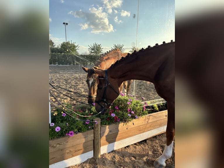 Hannoveraner Hengst 5 Jahre 170 cm Fuchs in Sevilla