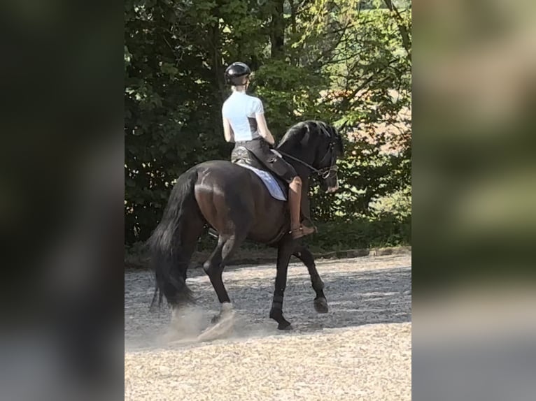 Hannoveraner Hengst 5 Jahre 174 cm Rappe in Vechta Hannoveraner Hengst 5 Jahre 174 cm Rappe in Vechta