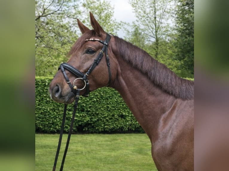 Hannoveraner Hengst 5 Jahre 177 cm Dunkelfuchs in Königsbach-Stein