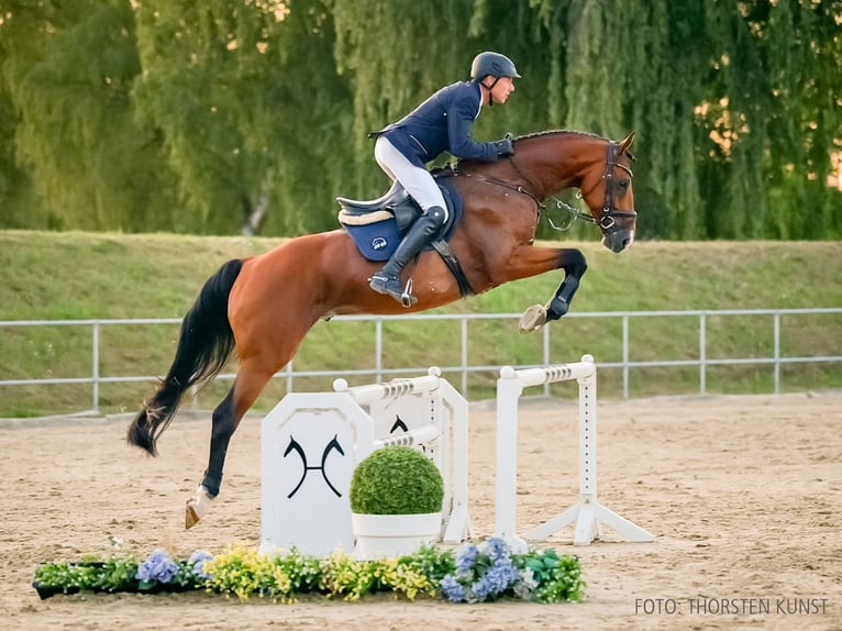 Hannoveraner Hengst 6 Jahre 169 cm Rotschimmel in Verden
