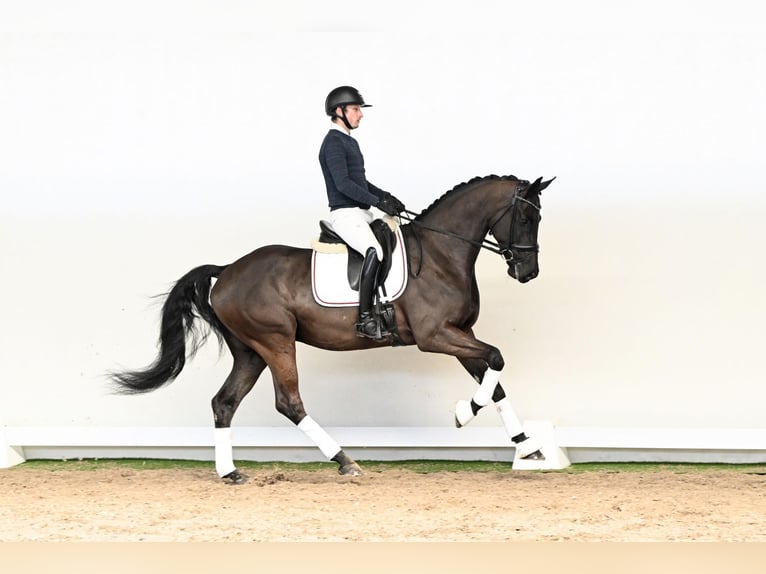 Hannoveraner Hengst 6 Jahre 172 cm Rappe in Saerbeck