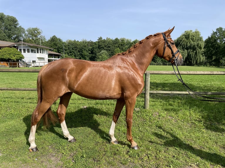 Hannoveraner Hengst 6 Jahre 174 cm Fuchs in Lahr/SchwarzwaldLahr