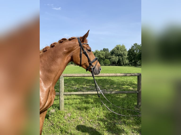 Hannoveraner Hengst 6 Jahre 174 cm Fuchs in Lahr/SchwarzwaldLahr