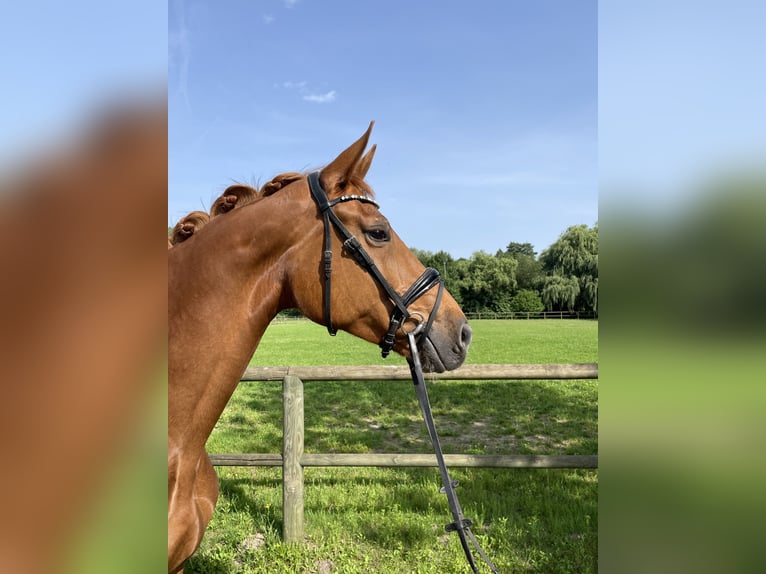 Hannoveraner Hengst 6 Jahre 174 cm Fuchs in Lahr/SchwarzwaldLahr
