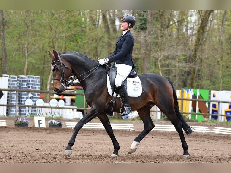 Hannoveraner Hengst 7 Jahre 164 cm Dunkelbrauner in Wiesbaden