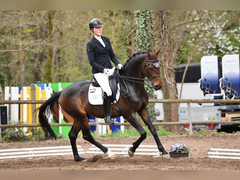 Hannoveraner Hengst 7 Jahre 164 cm Dunkelbrauner in Wiesbaden