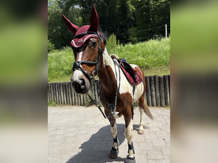 Hannoveraner Hengst 7 Jahre 172 cm in Kradolf