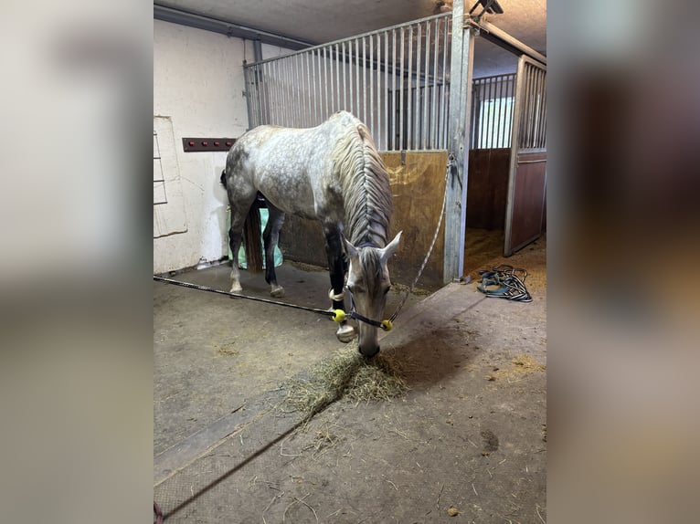 Hannoveraner Hengst 8 Jahre 172 cm in Kradolf