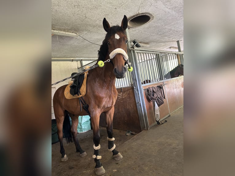 Hannoveraner Hengst 8 Jahre 172 cm in Kradolf