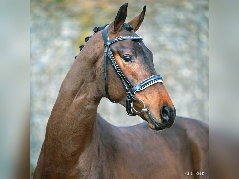 Hannoveraner Hengst 9 Jahre 173 cm Brauner in Verden