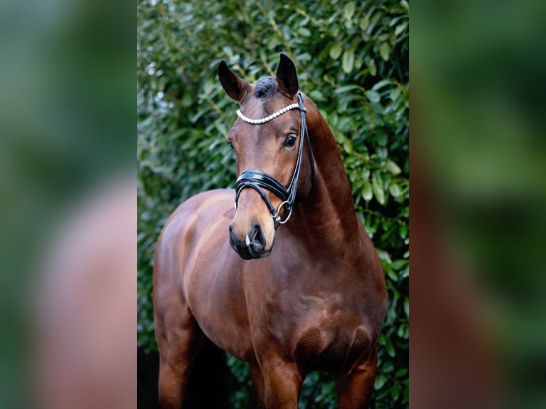 Hannoveraner Hengst Brauner in Ostercappeln