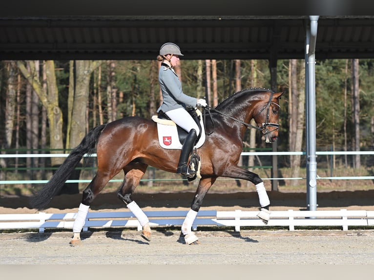 Hannoveraner Hengst in Adelheidsdorf