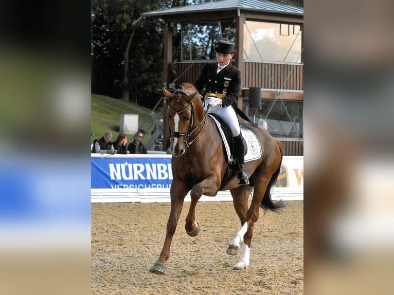 Hannoveraner Hengst in Celle