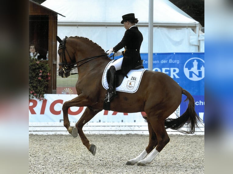Hannoveraner Hengst in Celle