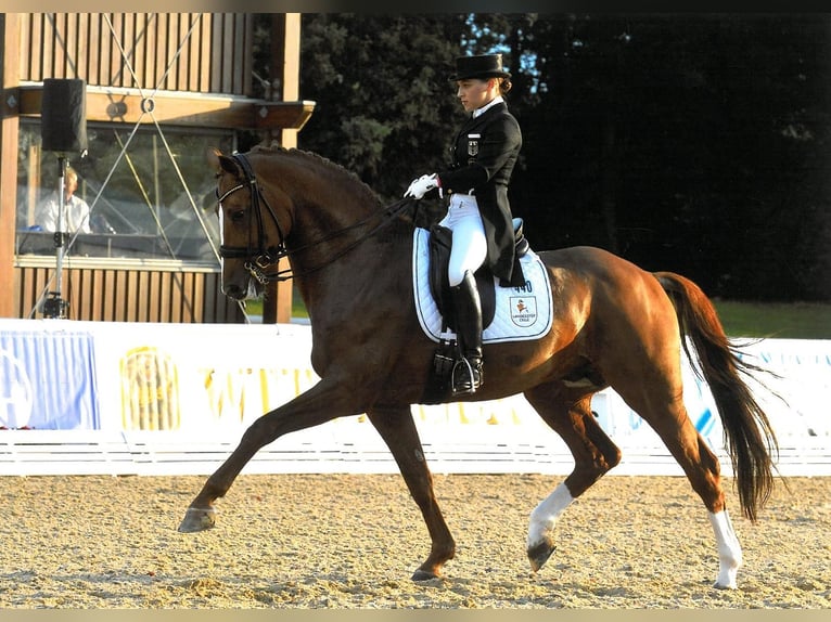 Hannoveraner Hengst in Celle